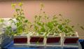 Field mustard,Toria,yellow sarson